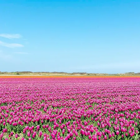 Duinzicht In Callanstoog Village Square Appartamento *